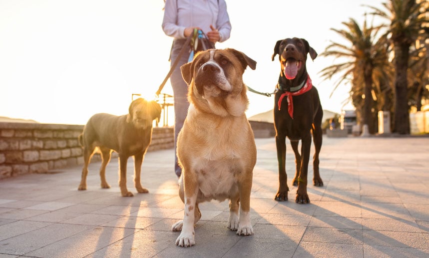 cuidado-de-mascotas-en-vacaciones